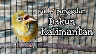 Download NADA CALL PLECI DAKUN KALIMANTAN JANTAN | PLECI GACOR | PLECI DAKUN MP3