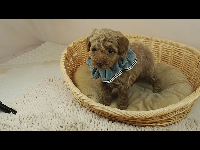 動画
