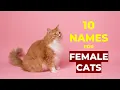 Top 10 Cutest Female Cat Names