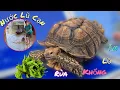 Download Lagu Qua Đêm Nước Lũ Đã Ra Và Cho Cụ Rùa Khổng Lồ Ăn  /Nhân Bé Nhỏ 