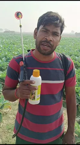 यूपी के किसान के खेतों में कैसे लहलहाई गोभी की खेती  |वनइंडिया हिंदी