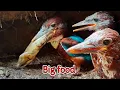 Download Lagu KINGFISHER ‼️ BURUNG PREDATOR DENGAN MAKANAN TAK MASUK AKAL