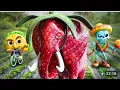STRAWBERRY ELEPHANT SAD ORIGIN STORY Italian Brainrot