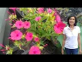 Download Lagu Growing 4 O'Clock flowers (with updates)