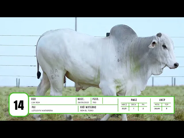 Touro Nelore LSA - 1624