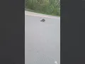 Lagu poor raccoon has rabies I called the city #raccoon #wildlife #animals #rabies #hobo