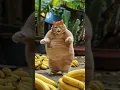 Download Lagu A fat cat dancing on chickenbanana song 😺#shorts #chicken #banana #chickenbanana
