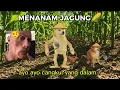 Ayo Ayo Gany🤨 Cangkul Yang Dalam Menanam Jagung...