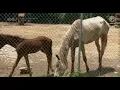 Animal Cops Houston S14E06 Appaloosa Mare