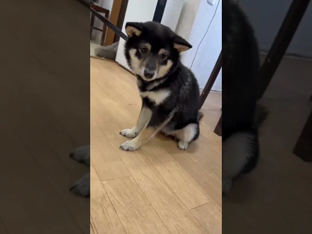 動画