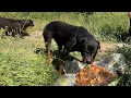 Download Lagu Ormanda Yaşayan Rottweiler Kendini Sevdirmek İçin Yemeği Bırakıyor