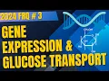 2024 AP Bio FRQ 3 Demystified Gene Expression and Membrane Transport