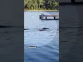 Alligator charges toward kids in Texas lake