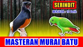 masteran murai batu suara serindit gacor nembak jernih keras berjeda 10 detik untuk variasi 2