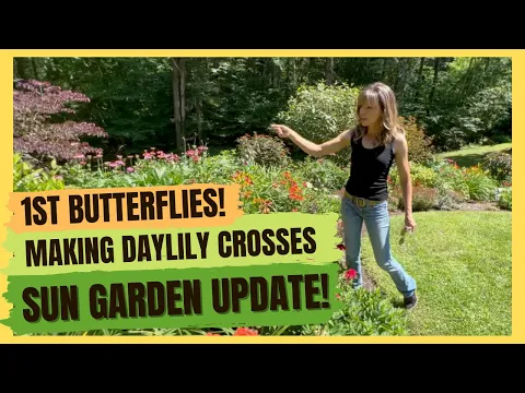 Download MP3 Cross-Pollinating Daylilies // Perennial Garden Update // Butterflies!