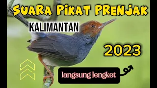Download SUARA BURUNG PRENJAK KEPALA MERAH AMPUH DAN NGUMPUL  !!!! MP3