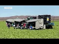 Download Lagu Trump to offer temporary worker permit to address labor shortage in farming industry