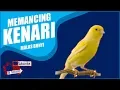 Suara Pancingan Kenari Muda merangsang Bunyi agar cepat gacor  - Video burung kenari asli