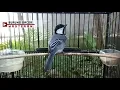 Download Lagu Suara Burung Gelatik Batu Betina PIKAT - Pancingan Ampuh 100% Bikin GLATIK Jantan NYAUT Bunyi GACOR