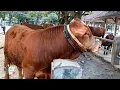 Download Lagu Pedet Pedet Super Pilihan Pasar Sapi Ambarketawang Jogja !! Makin Kesini Harga Makin Kesana !!