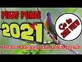 Download Lagu Pikat Burung Punai || Durasi Panjang dan Lebih Jernih 👍