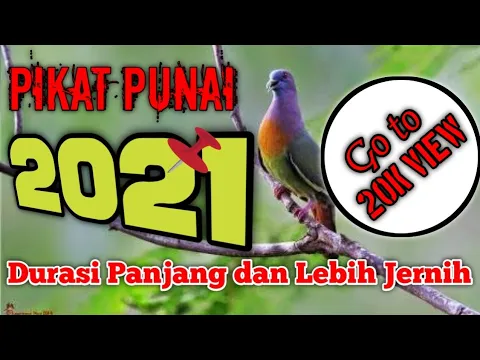 Download MP3 Pikat Burung Punai || Durasi Panjang dan Lebih Jernih 👍