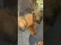 Download Lagu Meet Chikki🐕 Tarzan's Ex Girlfriend🤣🤣🥰😇 #stray #desidog #straydoglove #doglover #indiedog #shorts