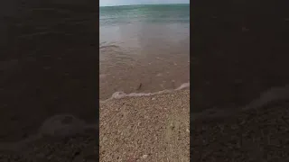 Pink sand beaches #barbuda