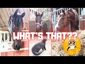 Download Lagu Wat is DAT??? Het veulen leren vast te staan ​​+ Maak kennis met de nieuwe hond @Stal G! | Friese...