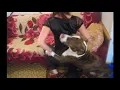 Smart dog jump so beautiful full dog fun with girl