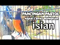 Download Lagu PANCINGAN EMOSI MURAI PASTOL AGAR CEPAT BONGKAR ISIAN