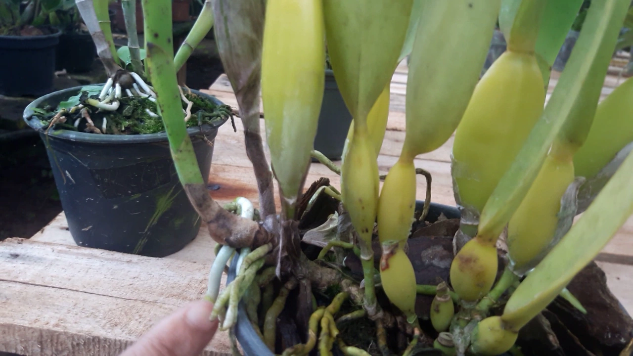 COMO PLANTAR ORQUÍDEAS EM VASOS