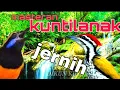 Download Lagu suara cungkok dan pelatuk bawang,masteran ampuh muray batu dan kacer