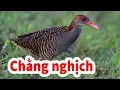 Download Lagu Tiếng chim Chằng Nghịch, tiếng chim bẫy lưới đêm bản chuẩn mới nhất