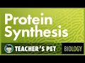 Protein Synthesis