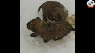 Snow coated their bodies, and two small puppies trembled in the snow