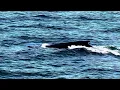 Download Lagu Humpback whale (Megaptera novaeangliae). Stellwagen bank, MA 04 July 2025. iPhone video.