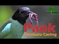 Download Lagu Burung Paok si Pemburu Cacing dari Hutan Borneo