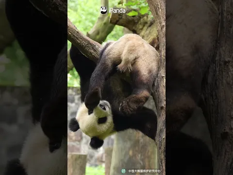 Welcome To Panda's Tree-top Gymnastics Show | iPanda #shorts