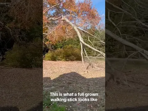 Walking trees 🌳