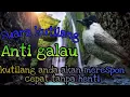 Download Lagu Kutilang Gacor Anti Galau||Untuk Pancingan Kutilang bahan#masterankutilang