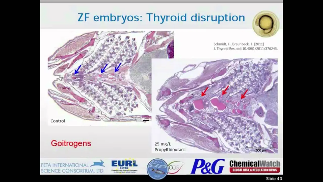 Webinar 6 Video: zebrafish embryo acute tox