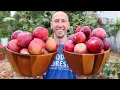 How to Grow Apple Trees Complete Growing Guide
