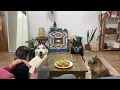 My Cat Saw It! While I Was Sleeping, The Huskies Ate All My Lunch!