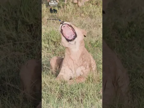 🦁🦁 Young Ormoti Lion Pride Members 🦁🦁 #vivoX300pro #wildlife