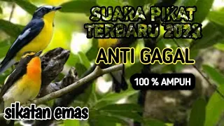 Download SUARA PIKAT MASTERAN BURUNG SIKATAN EMAS MP3