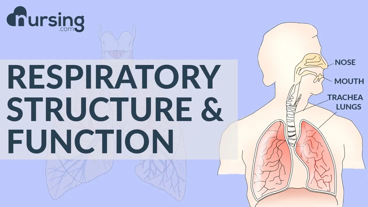 Respiratory structure and function (Nursing School Lessons)