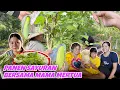 Download Lagu PANEN BERBAGAI SAYURAN DI KEBUN,LANJUT BELI KADO BUAT ADIK ULANG TAHUN