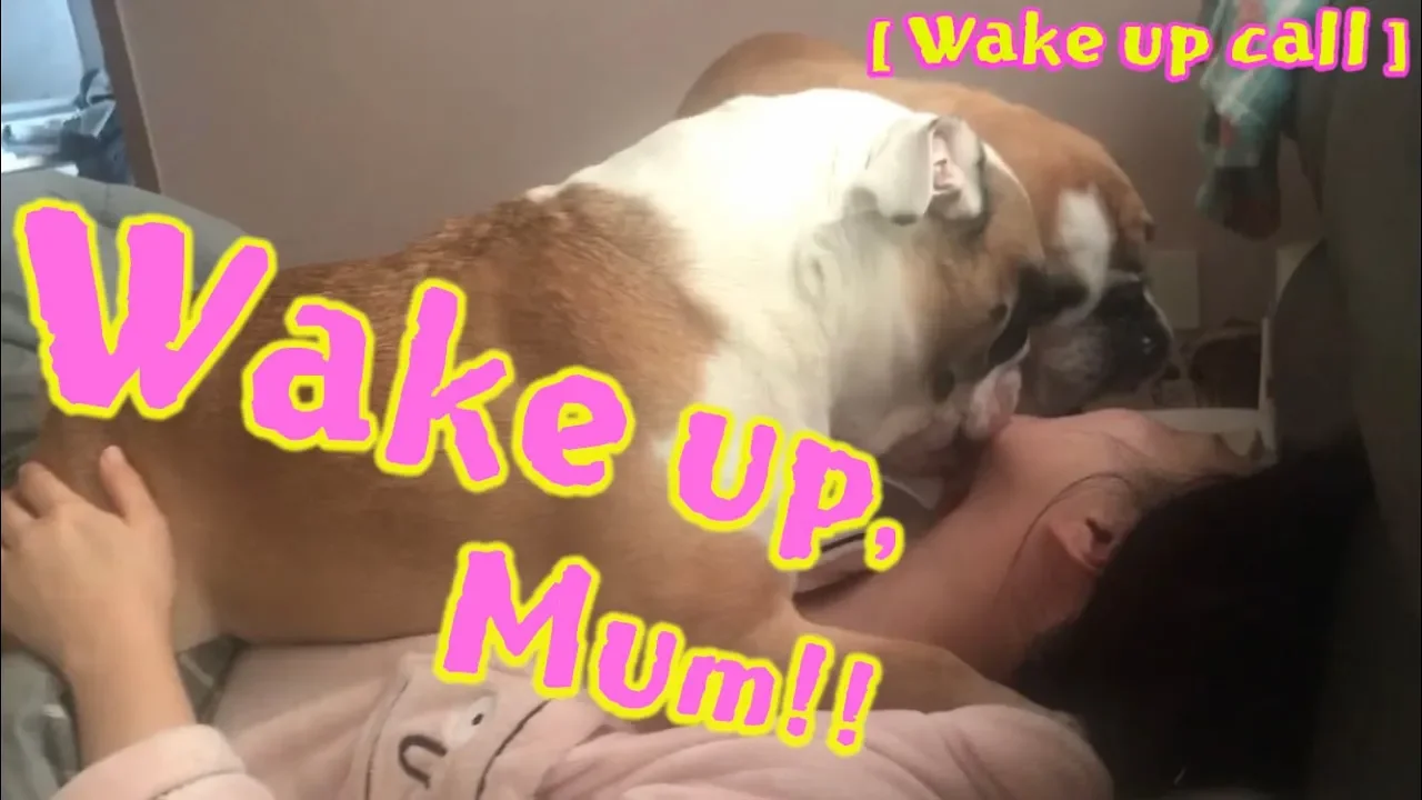 Bulldogs Morning Wake up Call, ブルドッグ