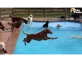 This May Be The World s Best Doggy Daycare
